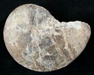 Choffaticeras Ammonite - Goulmima, Morocco #13297-1